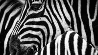 zebra texture-489276 960 720